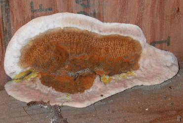 типичное плодовое тело Настоящего домового гриба