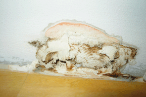 Олигопорус пирожковый